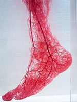 Strengthen Circulation